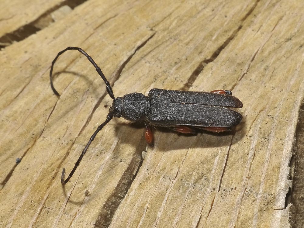 Cerambycidae da id. - Ropalopus femoratus